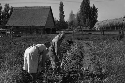 Coppia che scava loro - le,