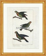 Parrocchetto coda blu