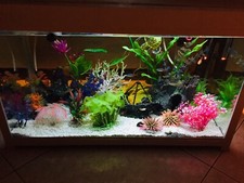 Acquario completo 60 litri Con Tavolo Design