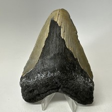 Dente di squalo megalodonte