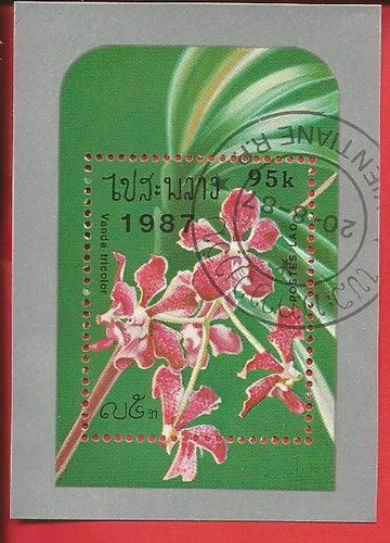 Fiore orchidea vanda - fiore, tricolore