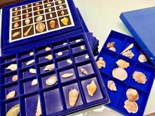 Collezione rara conchiglie del