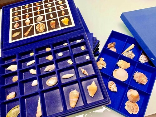 Collezione rara conchiglie - , del