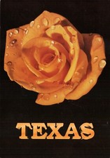 Postcard Yellow Rose of Texas