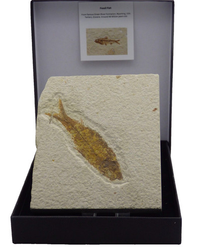 Fossil knightia fish - knightia,