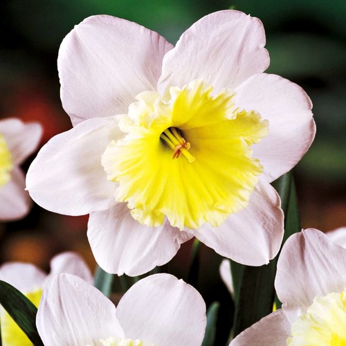 Narcisi bulbi fiori - bulbi, cipolle