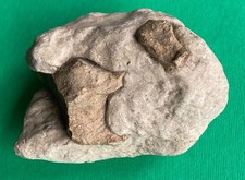 FOSSILE non identificato