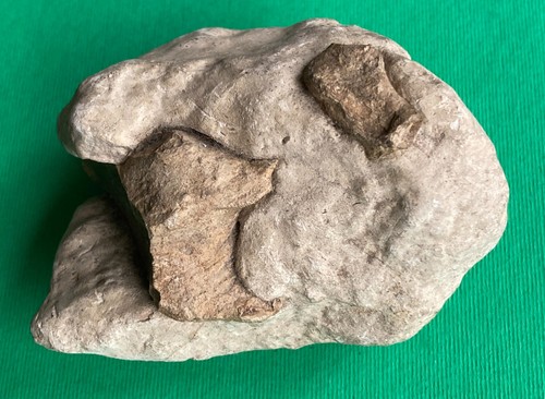 Fossile non identificato - fossile,