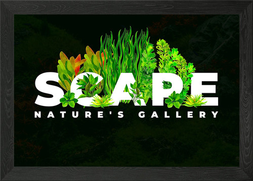 Aquascaping acquario hobby - acquario,