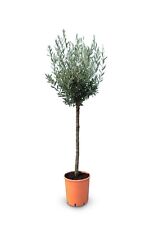 Sunny Tree - Ulivo - 10 anni -