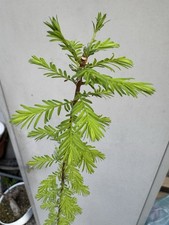 Cipresso calvo - Bonsai di