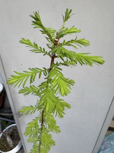 Cipresso calvo bonsai - cipresso, di