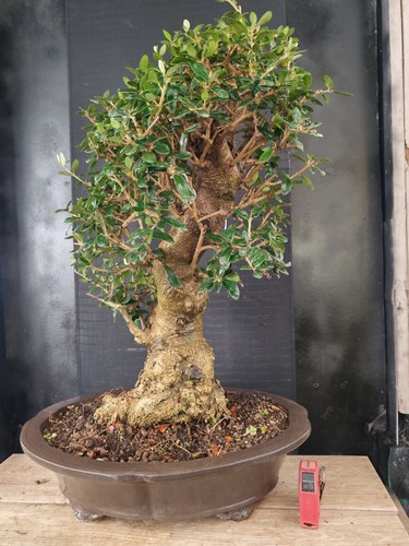 Bonsai olivastro h - olivastro, 62