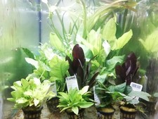 Piante e muschi acquatici per