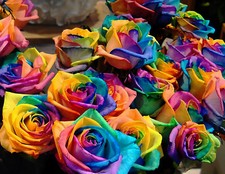 80 SEMI DI ROSA Rainbow