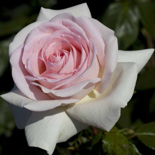 Pianta rosa prince - rosa,