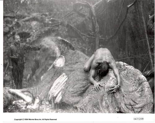 Photo film greystoke the - photo, du