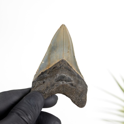 Inch megalodon shark tooth - 3,