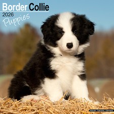 Border Collie Cuccioli 2026