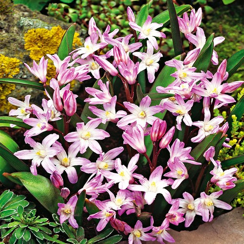 Chionodoxa forbesii bulbi - , di