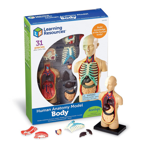 Modello anatomico corpo - modello,