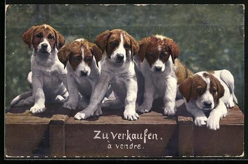 Vendita cinque cuccioli di - in,