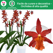Piante di orchidee da interno
