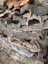 Corteccia Sughero Presepi, acquari, rettilari, terrari.