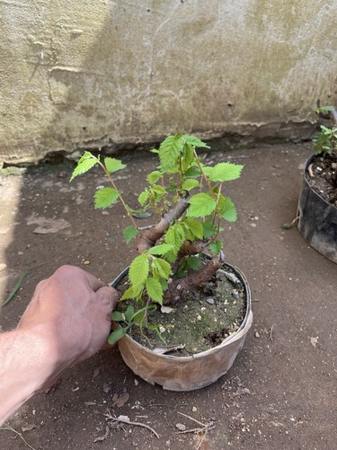 Bonsai olmo giapponese - bonsai,
