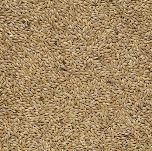 Scagliola uso zootecnico - scagliola,