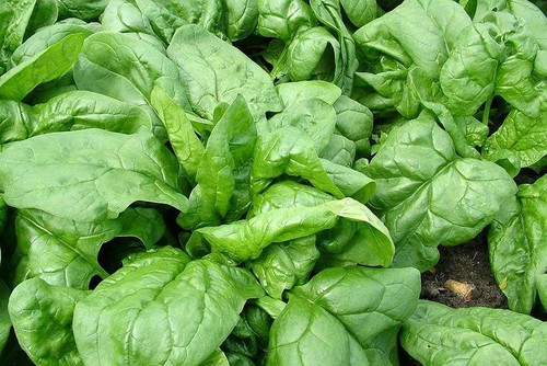 Spinaci monnopa bazaroet - monnopa,