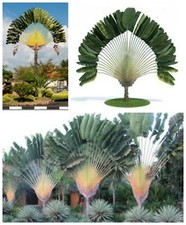 10 semi di Ravenala madagascariensis, albero o palma del Viaggiatore 