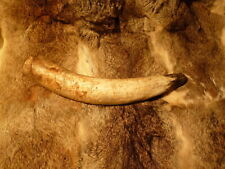 Rufhorn, natur ca. 1500 - 1690