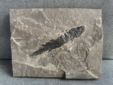 Rare Fossil Fish Specimen