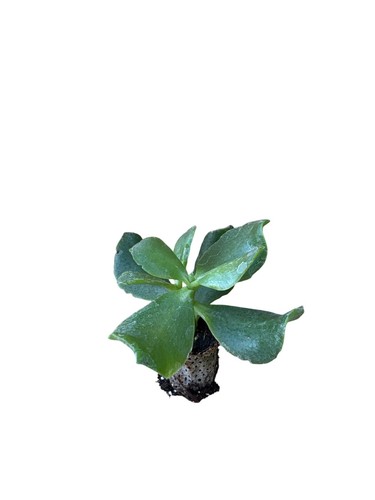 Pezzi piante grasse - 10,