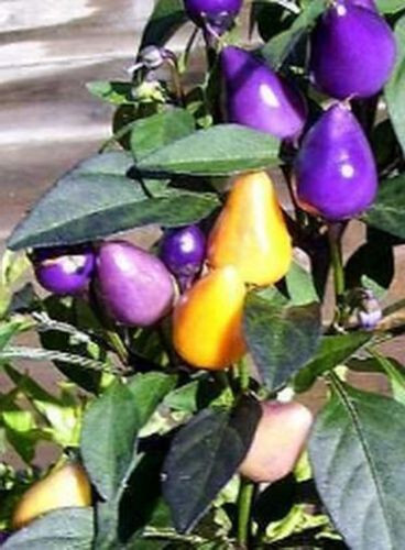 Peperoncino capsicum annuum - peperoncino,