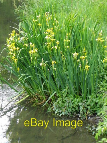 Photo 6x4 yellow - yellow, iris