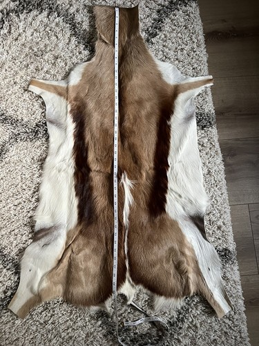 Springbok skin dal sudafrica - springbok,