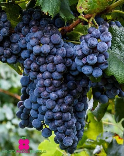 Pianta vite fragola nera - fragola,