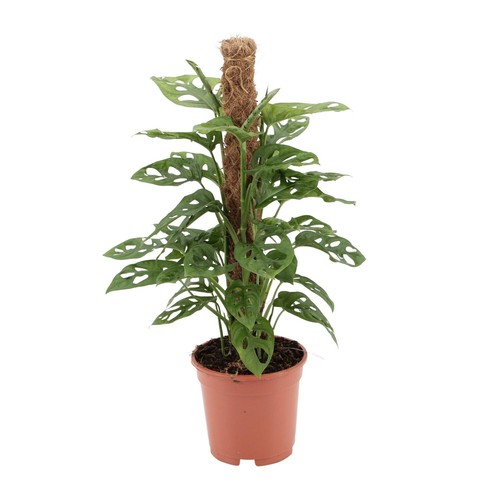 Anta finestra monkey - finestra, leaf