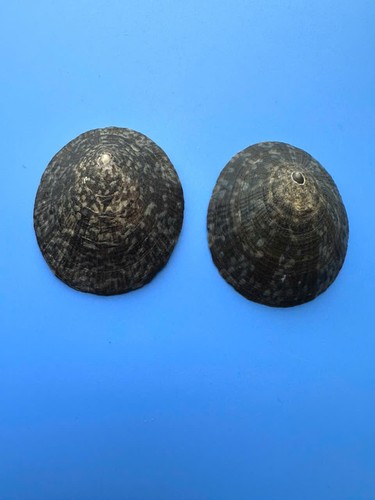 Set e 74 4 mm - 72,5,