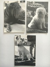 6 cartoline cani FG no Viag, BN - Puli Shar Pei Bull Terrier Bulldog Shih Tzu