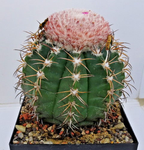 Cactus melocactus - -,