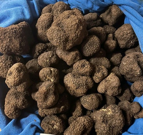 Tartufo nero estivo fresco - ,