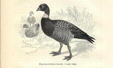 Stampa antica ANATRA OCA COLOMBACCIO Branta bernicla DUCK 1891 Antique print