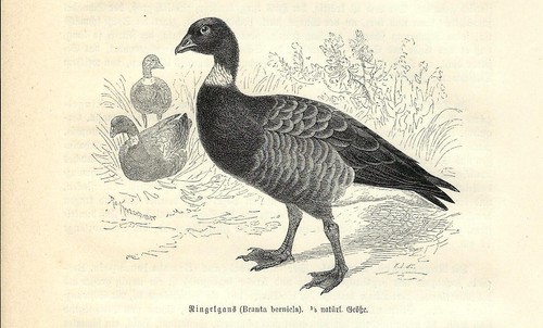 Stampa antica anatra - antica,