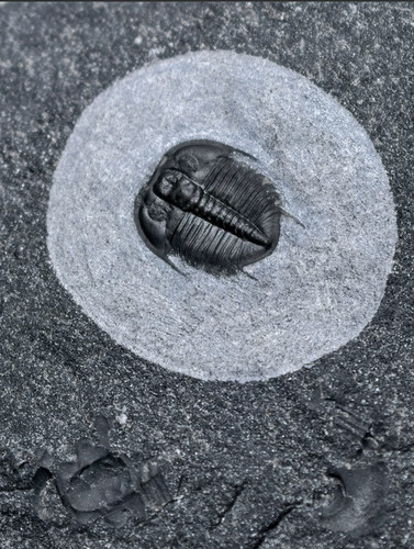 Natural trilobite fossil - trilobite,