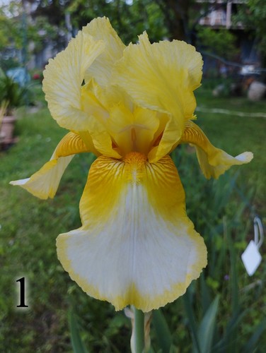 Rizomi iris germanica per - rizomi,