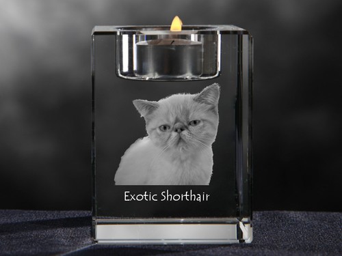 Esotici kurzhaarkatze - esotici,