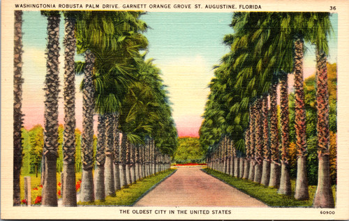 Cartolina washingtonia robusta - cartolina,